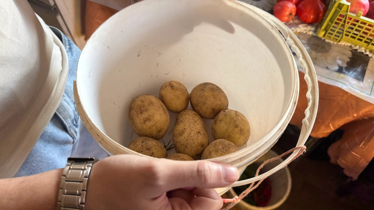 4 самых невкусных сорта картофеля — при жарке как пластик и пюре всегда с комочками: одно разочарование