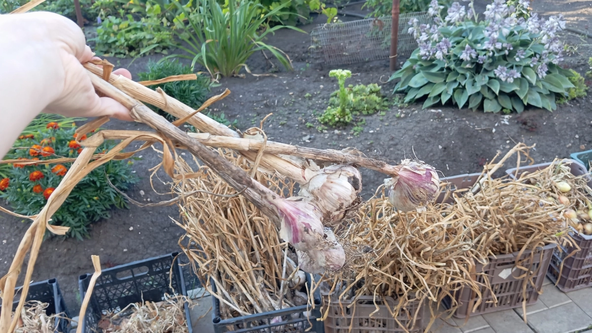 Сажаю чеснок в апреле только в два "этажа": головки крупные с кулак, а урожая — больше