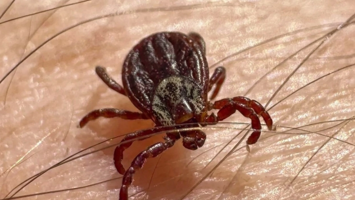 Делаю обработку строго в апреле: клещи разбегаются в разные стороны - дедовский метод за 127 рублей оценили уже все соседи