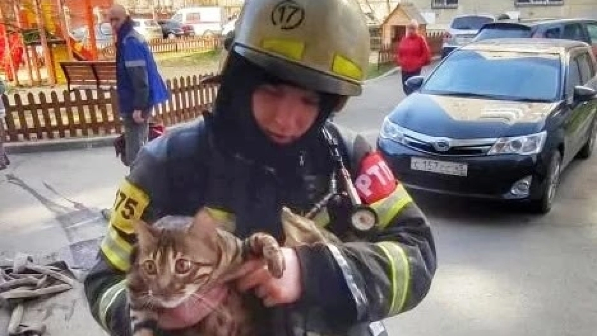 Сотрудники курганского МЧС спасли кота из горящего дома