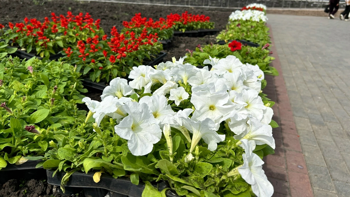 В Кургане с 1 мая начнут высаживать цветы