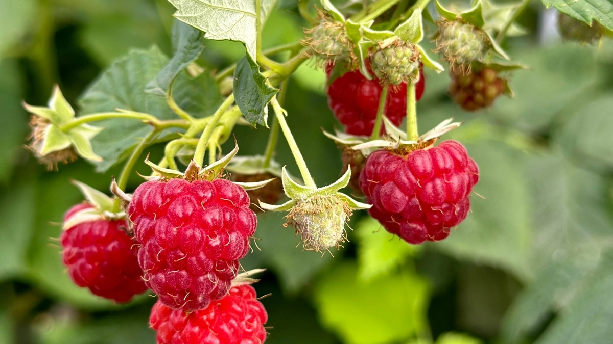 Дачники, весной малине -"обжоре" это обязательно: отпрыскайте и полейте по 1 разу - ягод будет немеренно, и все сладкие