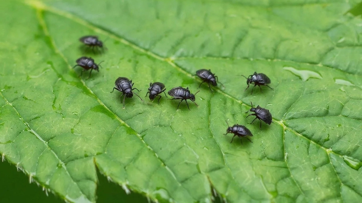 Избавляюсь от тли одной левой: нужен только пушистый синтепон - участок защищен на весь сезон