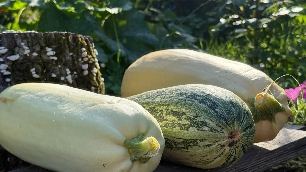 Кабачки, которым плевать на погоду, идеальны для закруток и оладий: 3 лучших сорта, которые стоит сажать