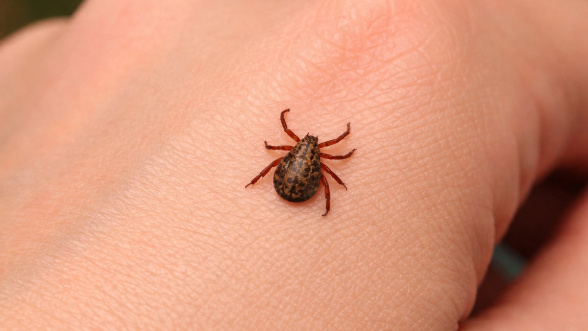 Собрала всех клещей с сада: помог один трюк с белой футболкой - эффект мощнее химии и масел