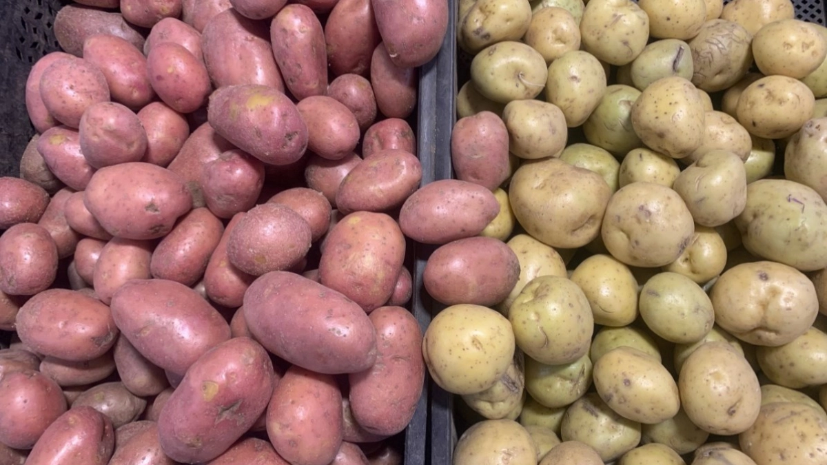 Картофель 140 вёдер с сотки: сажаю по этому методу и не хочу менять - секрет не в сорте, не в удобрениях и даже не погоде