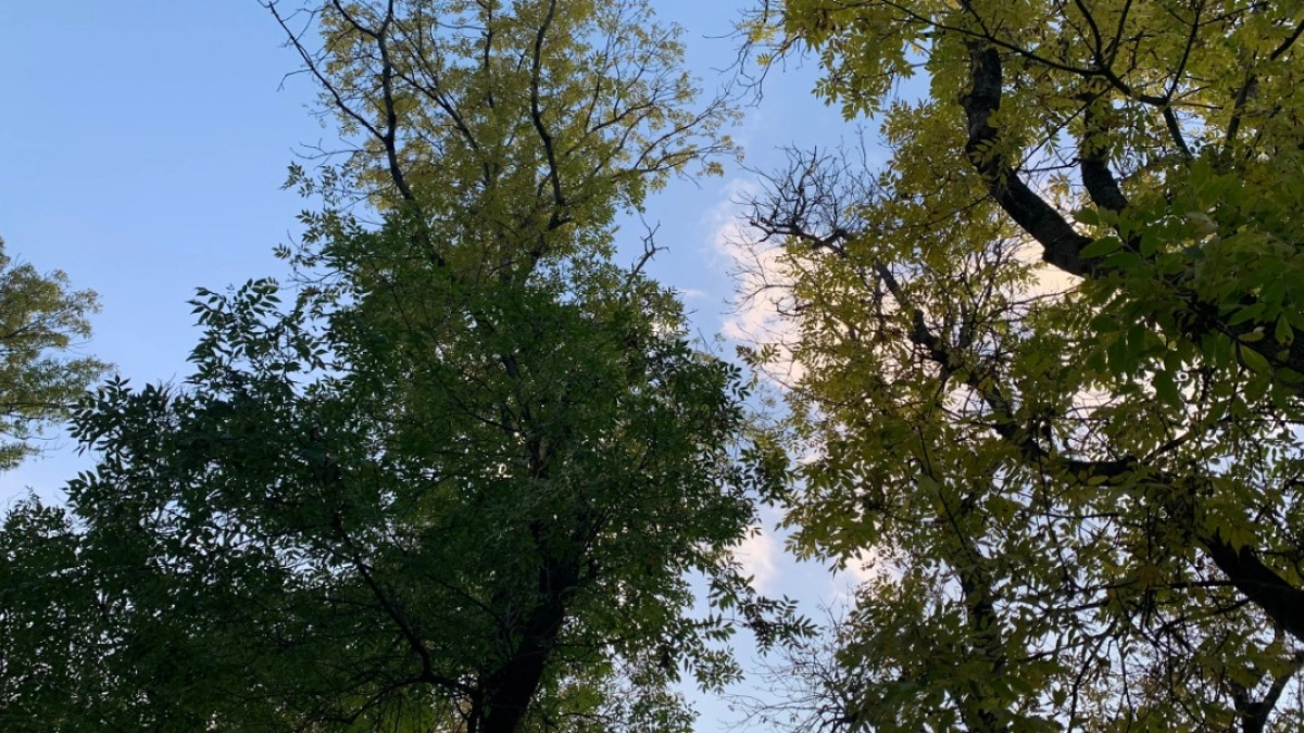 В 2025 году Курганская область показала выдающиеся результаты в лесовосстановлении