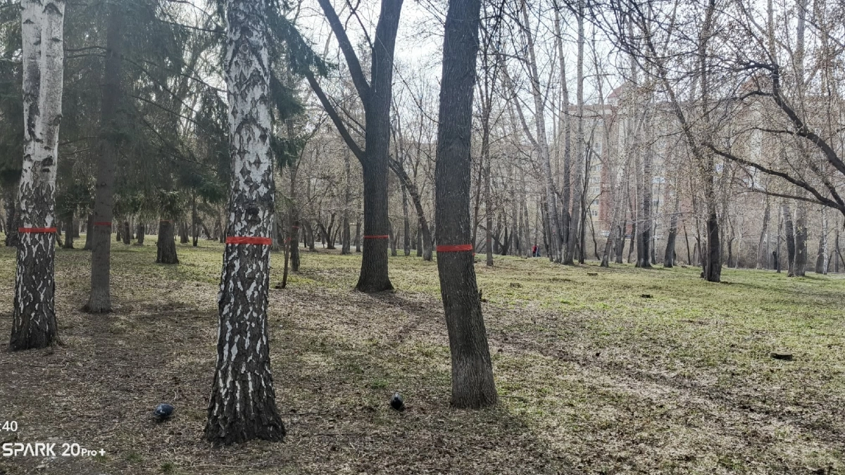 Грядёт крупная вырубка? Курганцы обеспокоены красными лентами, появившимися на деревьях в ЦПКиО