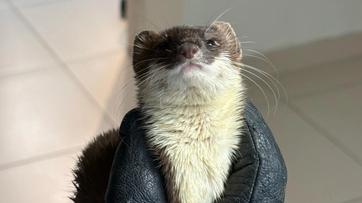 В Кургане ветеринары помогли ласке, которую нашли на остановке в мкр. Заозерный