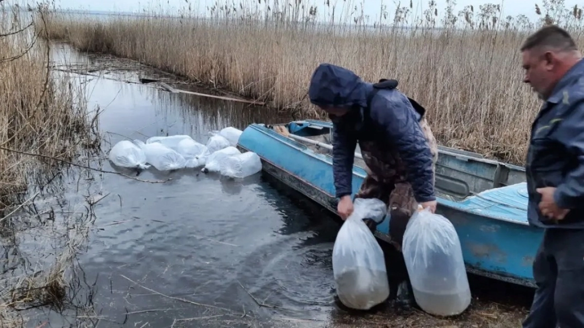 В Белозерском округе выпустили 500 тысяч штук личинок сырка в о. Ачикуль