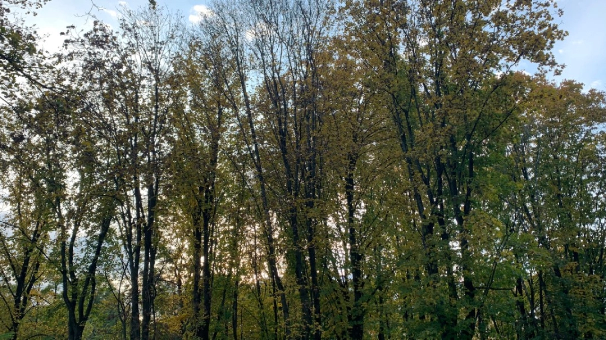 В Курганской области более 400 человек пострадали от укусов клещей с начала сезона