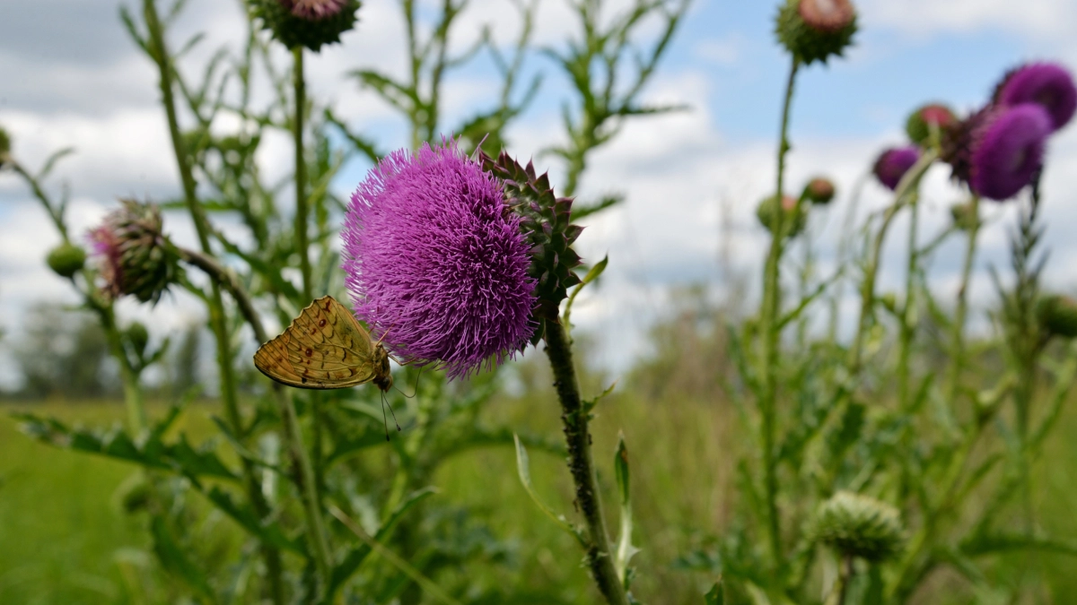 В первую неделю мая в Курган придёт тепло