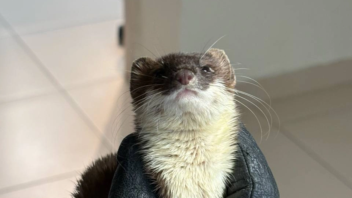 Спасённая в Кургане ласка оказалась горностаем — зверька отправили на лечение в Москву