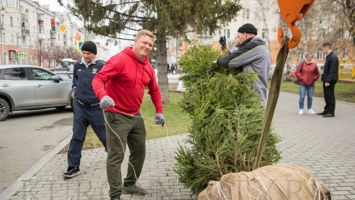 В Кургане высадили молодые ели на улице Гоголя