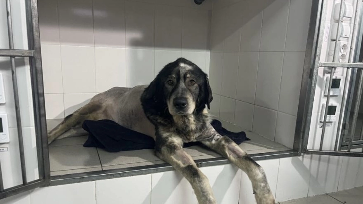 В Кургане лечат брошенную в Ханты-Мансийске собаку по кличке Буян 