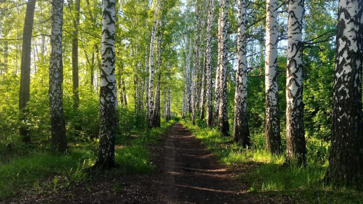 В Мишкинском округе задержали мужчину за незаконную рубку берез