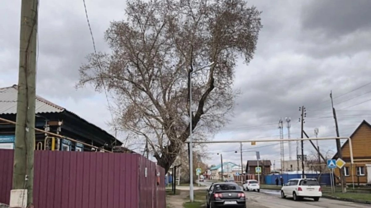 Опасное дерево на улице Орджоникидзе беспокоит курганцев