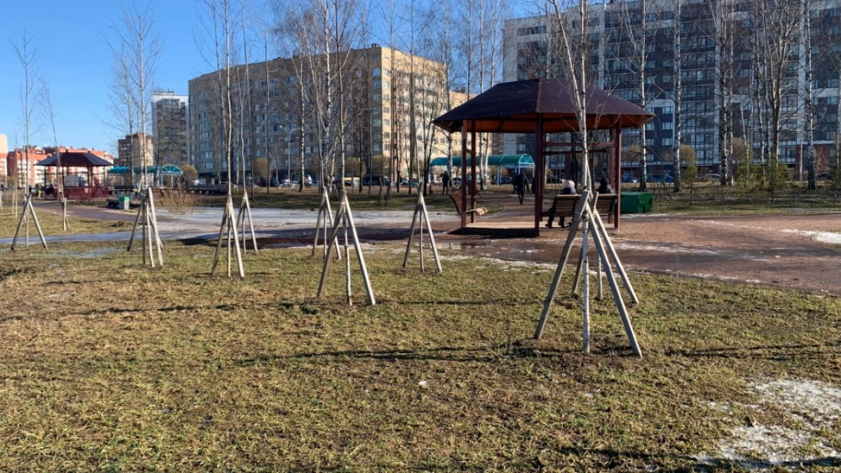 В 2026 году в Кургане будет высажено более одной тысячи деревьев