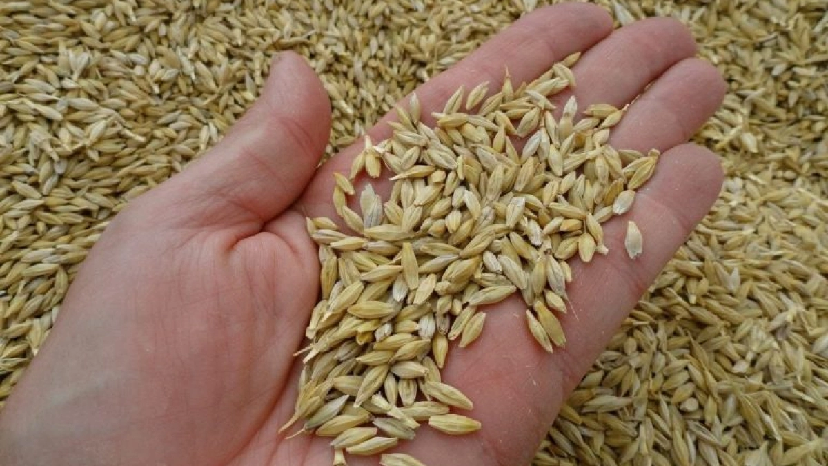 В Курганской области удалось избежать продажи зараженного клещом зерна