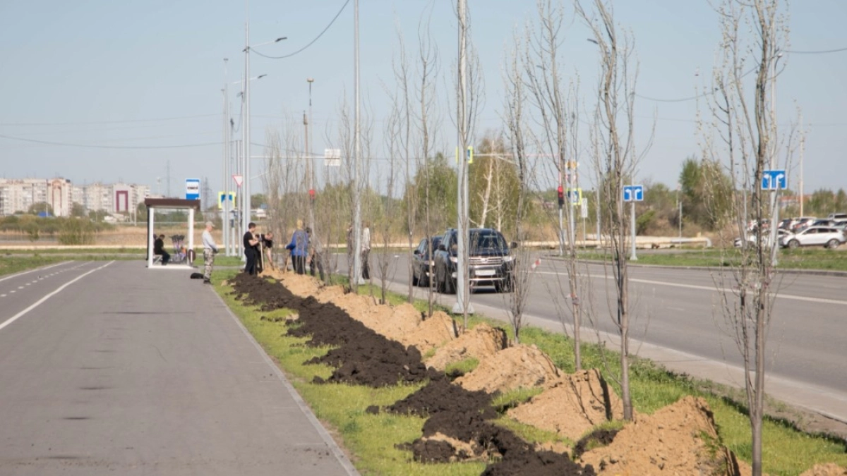 В Кургане на улицах Заозерного высаживают пирамидные тополя