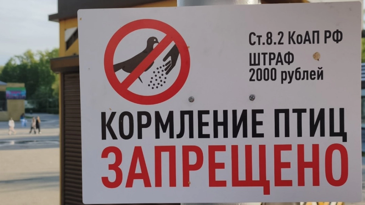 В Кургане кормить птиц можно только в специально отведенных местах