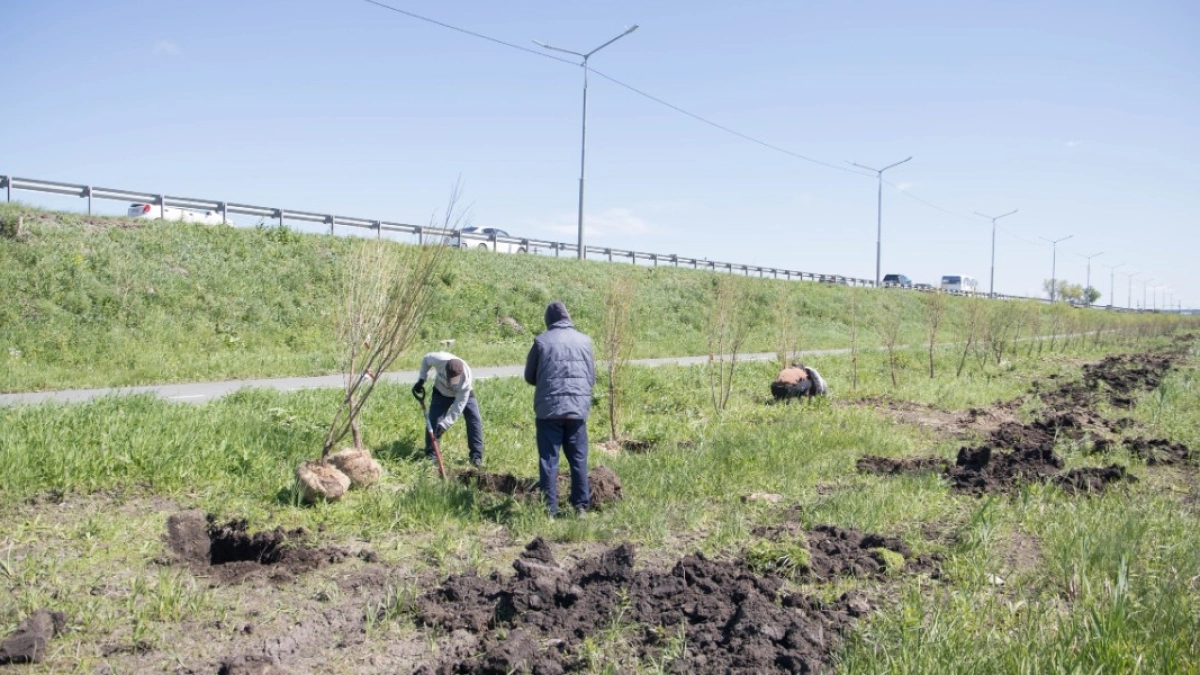 В Кургане вдоль шоссе им. Тюнина появилась аллея из молодых саженцев