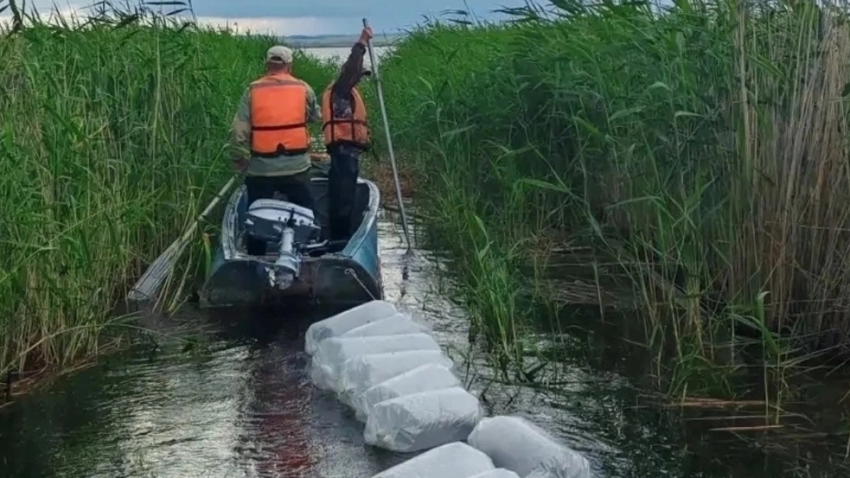 Около 62 млн личинок пеляди было выпущено в водоемы Курганской области