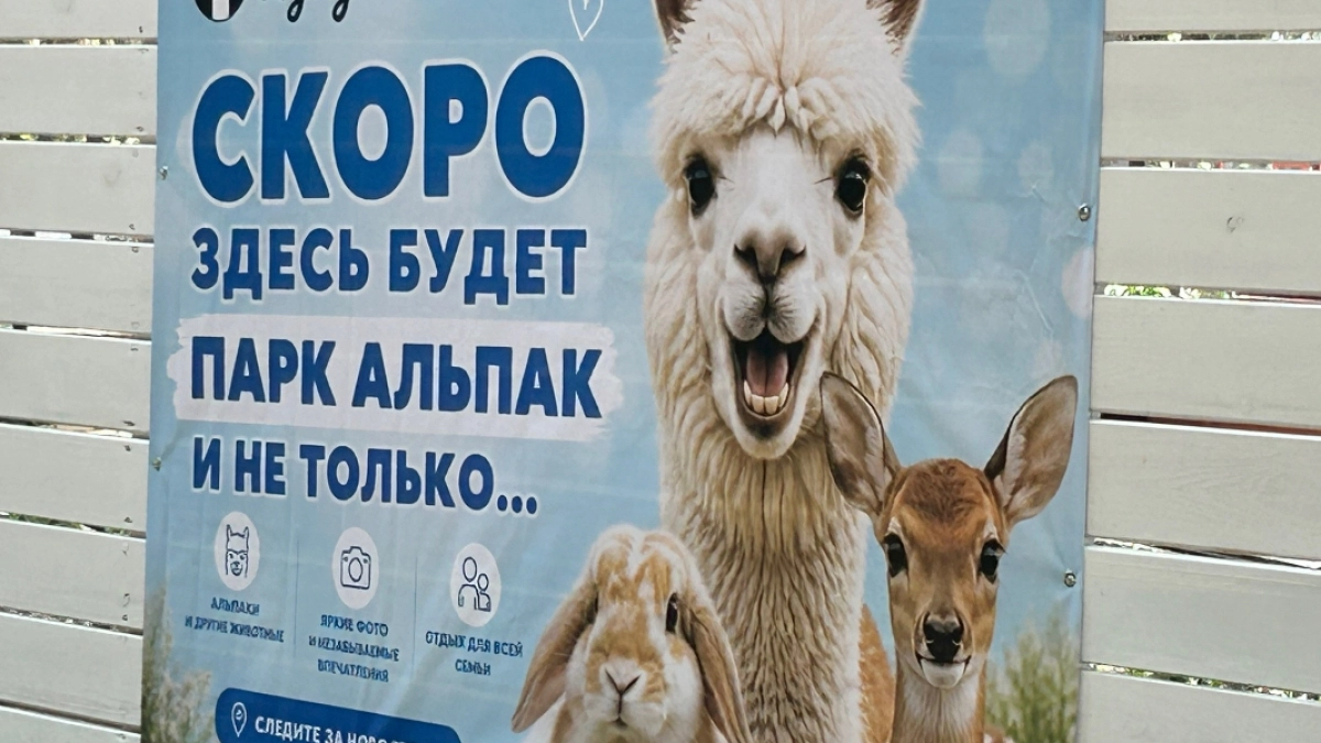 В Кургане ведется обустройство парка альпак