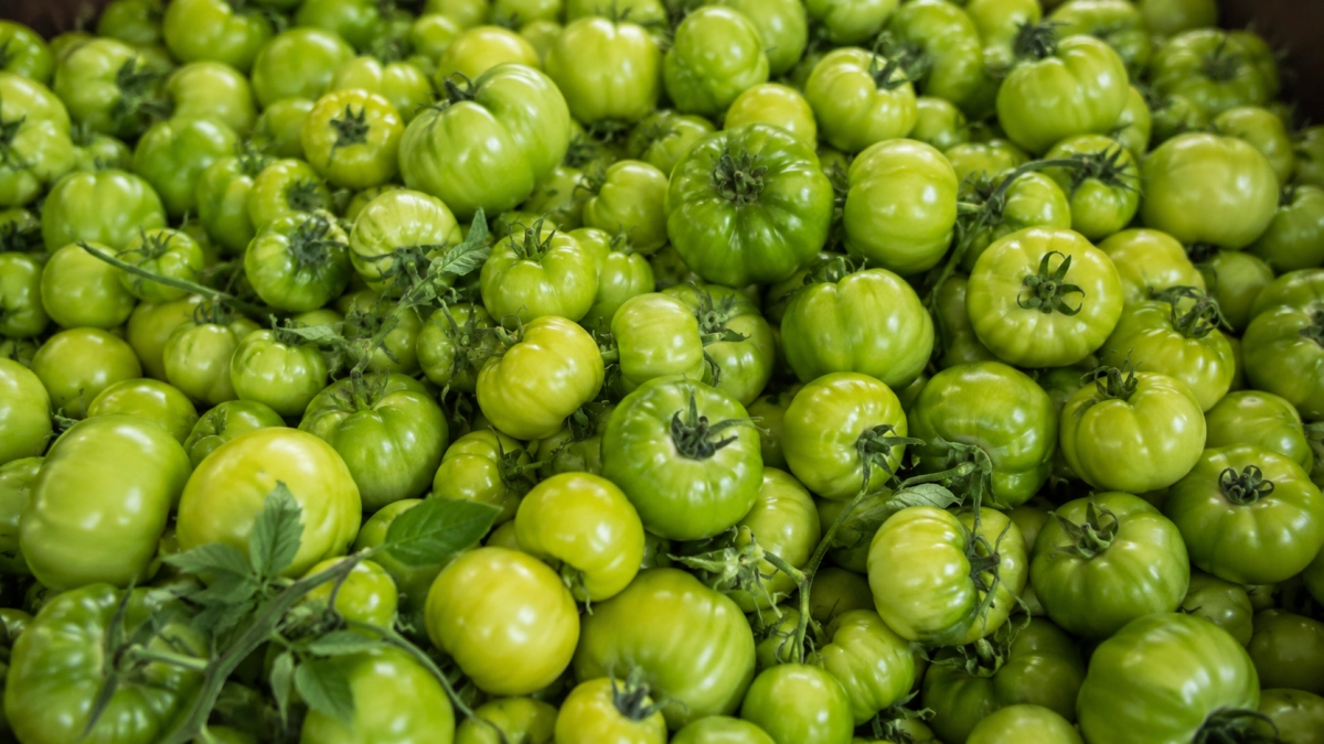 Если много зеленых помидоров, не расстраиваюсь, а делаю варенье: вкуснее, чем из малины, клубники и смородины