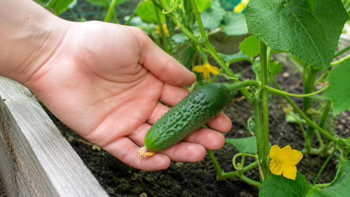 Одна ложка в августе: чем подкормить огурцы, чтобы они выросли вкусные и хрустящие, но не переросли