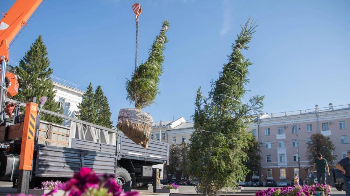Центральную площадь г. Кургана украсят новые ели