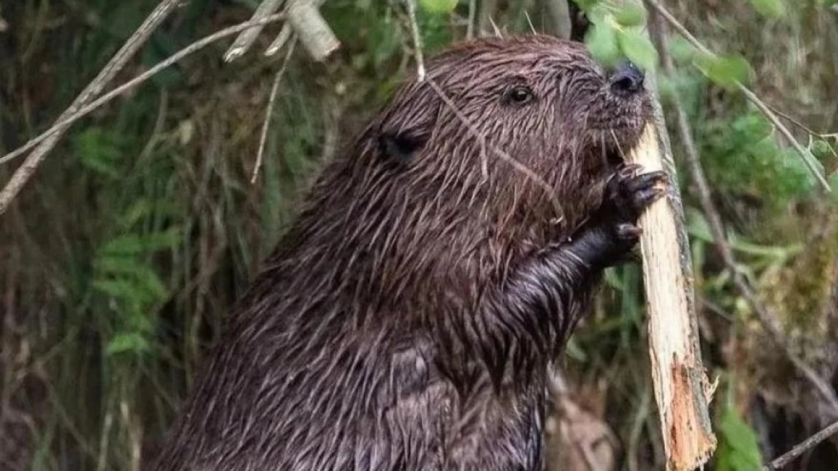 Бобры в Звериноголовском округе строят подводные склады и готовятся к зиме