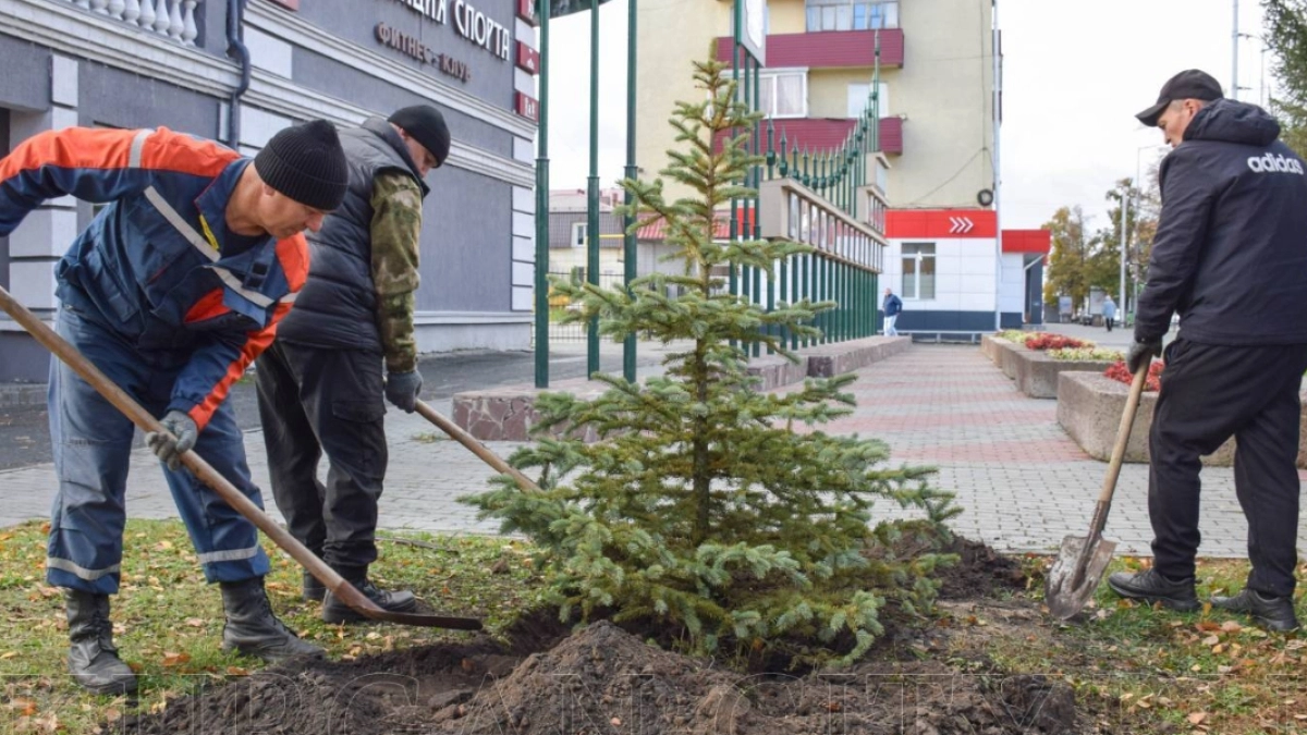 В центре Кургана высадили молодые кустарники и голубые ели