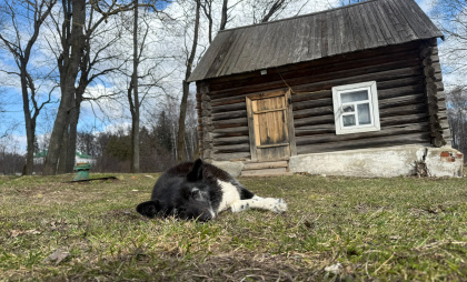 Курганский депутат призвал усыплять бездомных собак: другого решения проблемы нет