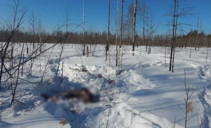 В Курганской области задержаны браконьеры, застрелившие трех лосей