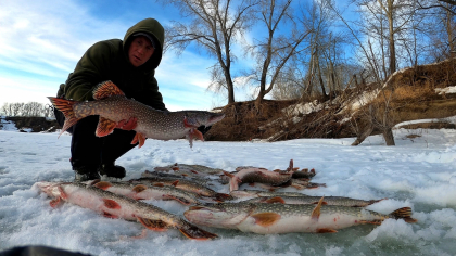 Десятки щук поймали рыбаки Кургана на Тоболе: клевало практически без остановки
